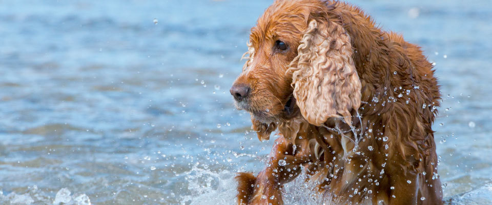 Cocker Spaniel in Water