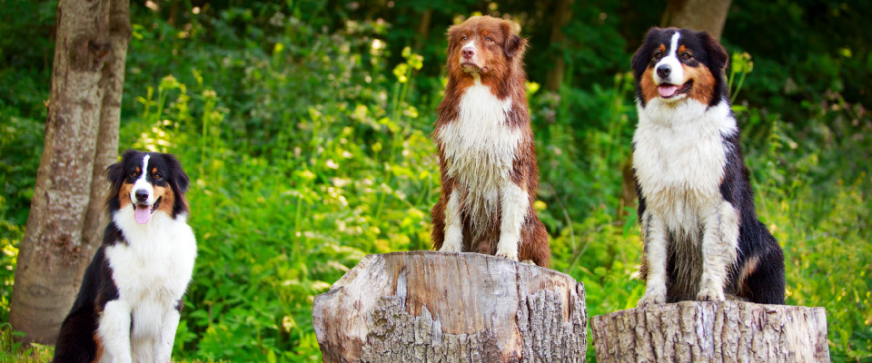 Australian Shepherds