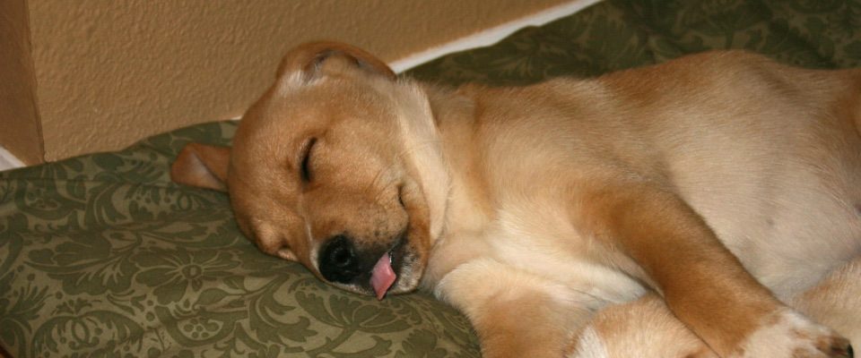 Puppy sleeping