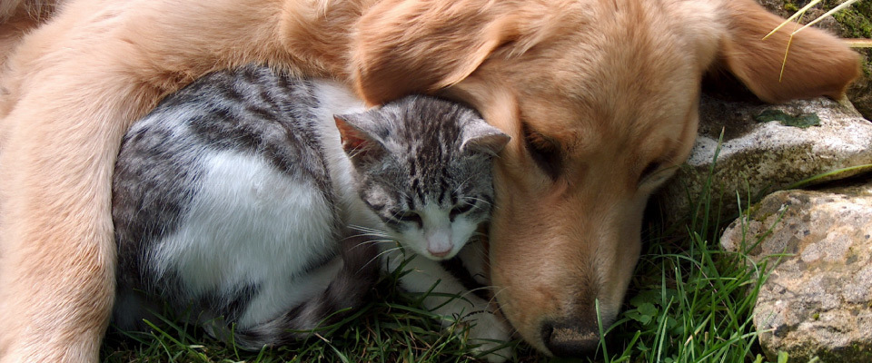 Cat and dog sleeping