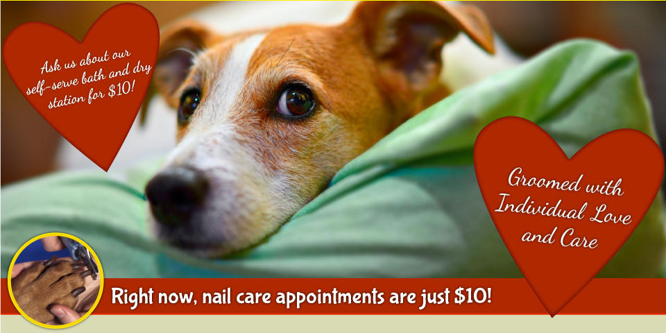 Groomed with Individual Love and Care | Right now, nail care appointments are just $7.50! Dog on a blanket